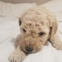 Poodle Puppies from S&L Missouri Standard Poodles LLC