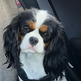 Abby - Cavalier King Charles Spaniel