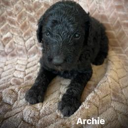 Archie - Black male Poodle puppy in Athens, Georgia from Alexander’s Standard Poodles