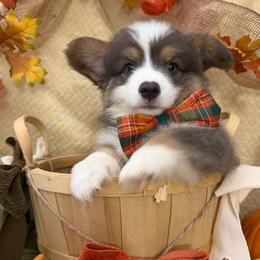 Bluie - Blue male Pembroke Welsh Corgi puppy in Millersville, Maryland from Pembroke’s by the bay