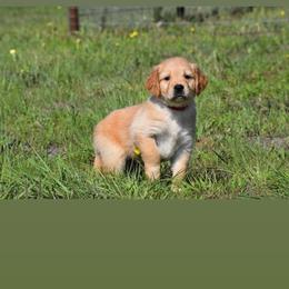 Boy 5 - Golden male Golden Retriever puppy in Fort Worth, Texas from Fort Worth Goldens