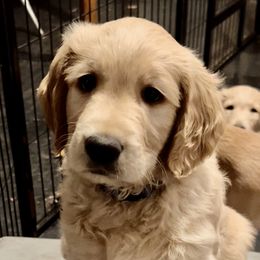 Bearded Retriever, Goldendoodle, and Labradoodle Puppies from Traverse City Doodles