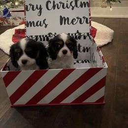 Cavalier King Charles Spaniel Puppies from Ridgefield Cavaliers