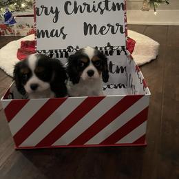 Cavalier King Charles Spaniel Puppies from Ridgefield Cavaliers