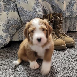 Bernedoodle Puppies from Beloved Bernedoodles of North Dakota