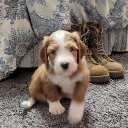 Bernedoodle Puppies from Beloved Bernedoodles of North Dakota