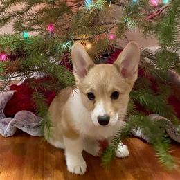 Kitty Cat - Red female Pembroke Welsh Corgi puppy in Woodland, Washington from MB Acres Corgis