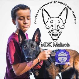 Belgian Malinois Puppies from MDK Malinois