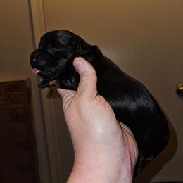 1 - Black and tan male Dachshund puppy in Lansing, Michigan from Black Thunder 517 Cane Corso and Dachshunds