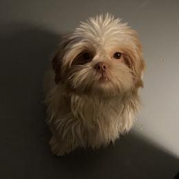 Sugar - Shih Tzu