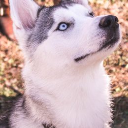 Siberian Huskies from Whispering Woods Siberians