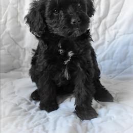 Naia - Black and white female Cockapoo puppy in Ellensburg, Washington from Dawn to Dusk Cockapoos