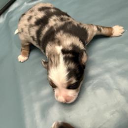 Leo - Blue merle male Miniature Australian Shepherd puppy in Marion, Michigan from Highland Hills Mini Aussies