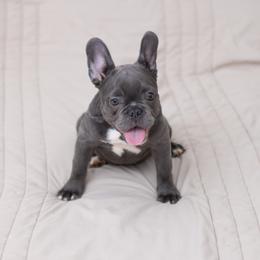 Nala - Blue female French Bulldog puppy in Austin, Texas from Ward's Frenchies 2 Yours