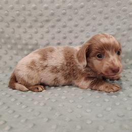 Puppy 6 - Fawn (isabella) and tan male Dachshund puppy in Krum, Texas from Dots N Spots Dachshunds