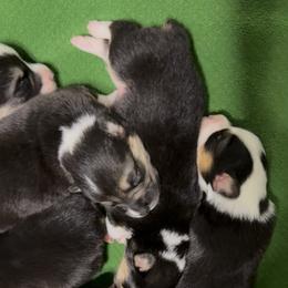 AKC Green Cow - Black and tan male Pembroke Welsh Corgi puppy in Summerfield, Florida from Promise Land Farm