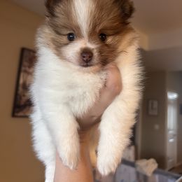 Cinnamon - Chocolate parti female Pomeranian puppy in Neosho, Missouri from Lucky Poms