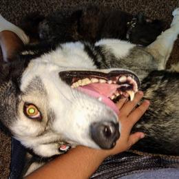 Draco - Siberian Husky