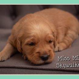 Skywalker (Skye) - Dark golden female Golden Retriever puppy in Driggs, Idaho from SK Golden Retrievers