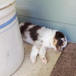 Australian Shepherd Puppies from Farmstead Aussies