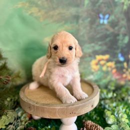 Firefly - Cream female Goldendoodle puppy in Haltom City, Texas from Ohana Doodles