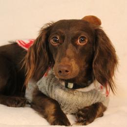 Momo - Dachshund
