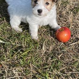 Chinese Crested and Russell Terrier Puppies from Jumping Jacks Russells