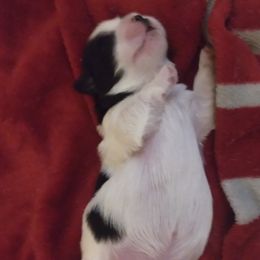 Boy 1 - Black and white Shih Tzu puppy in Alabama from Shih Tzu Knot