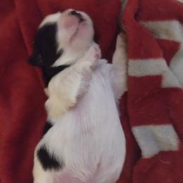 Boy 1 - Black and white Shih Tzu puppy in Alabama from Shih Tzu Knot