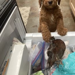 Labradoodle Puppies from Northwest Sporting Doodles