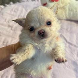 Cream boy 5,300 - Cream male Chihuahua puppy in Summerfield, Florida from Uey’s Chihuahuas