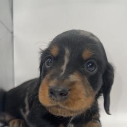 Caelum - Dapple male Dachshund puppy in Barstow, California from Kindle & Burrow Dachshunds