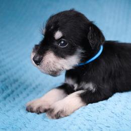 Mr. Aqua - Black and silver male Miniature Schnauzer puppy in Queen Creek, Arizona from Chapman Schnauzers