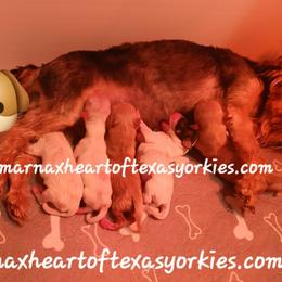 ImaNi - Gold female Yorkshire Terrier puppy in Humble, Texas from Marnax Yorkshire Babies