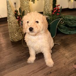 Black collar - Cream female Goldendoodle puppy in Kileen, Texas from Cooper Goldendoodle