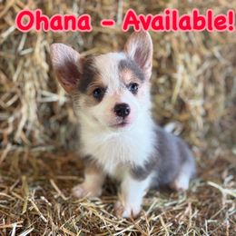 Ohana - Blue female Pembroke Welsh Corgi puppy in Asheville, Florida from Double C Corgi's