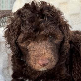 Hershey - Chocolate male Goldendoodle puppy in Maricopa, Arizona from AZ Designer Goldendoodles
