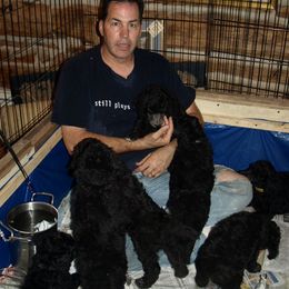 Poodle Puppies from Michelet Poodles