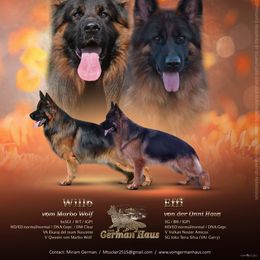 German Shepherd puppies from German Haus German Shepherds LLC