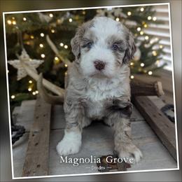 Ash - Mint Collar - female Australian Mountain Doodle puppy in Oxford, Alabama from Magnolia Grove Doodles