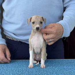 Boy 1 - Blue fawn male Italian Greyhound puppy in Sugar Valley, Georgia from Pinnacle Farm and Kennel