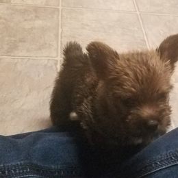 Norwich Terrier Puppies from Alegria Norwich Terriers