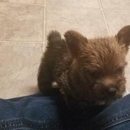 Norwich Terrier Puppies from Alegria Norwich Terriers