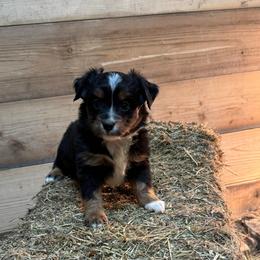 Black tri - Black tri female Toy Australian Shepherd puppy in Billings, Montana from Chapman's Aussies