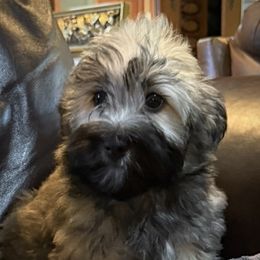 Cammie - Fawn sable female Havanese puppy in Lancaster, South Carolina from 3 Bs Havanese-PUPPIES with  PURPOSE