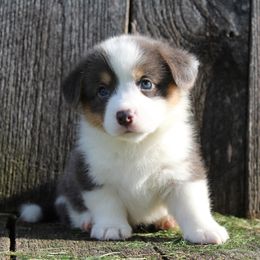Lightning - Blue male Pembroke Welsh Corgi puppy in Upton, Kentucky from J & J Kennels
