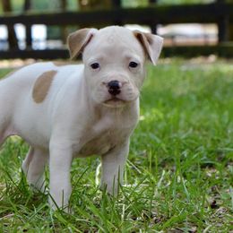 Frazzled - Red female American Staffordshire Terrier puppy in St. Augustine, Florida from LBK & Ancient City