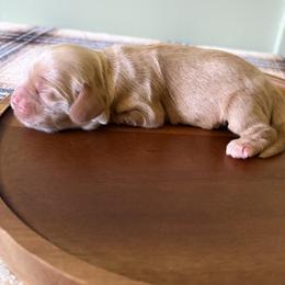 Girl 3 - female Cocker Spaniel puppy in Indiana from muddy boots cocker spaniels and cockapoos