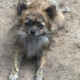 Mojo - Chihuahua