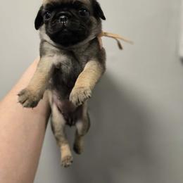 Girl 3 - Fawn female Pug puppy in Auburn, Kentucky from Prentice Family Pugs